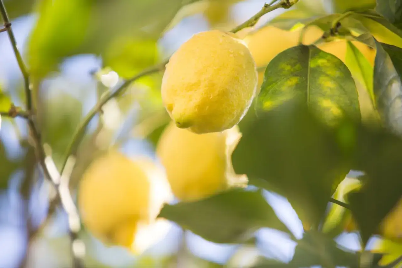 Citronnier perd ses feuilles, mais les citrons brillent. Des gouttes d'eau sur les fruits jaunes.