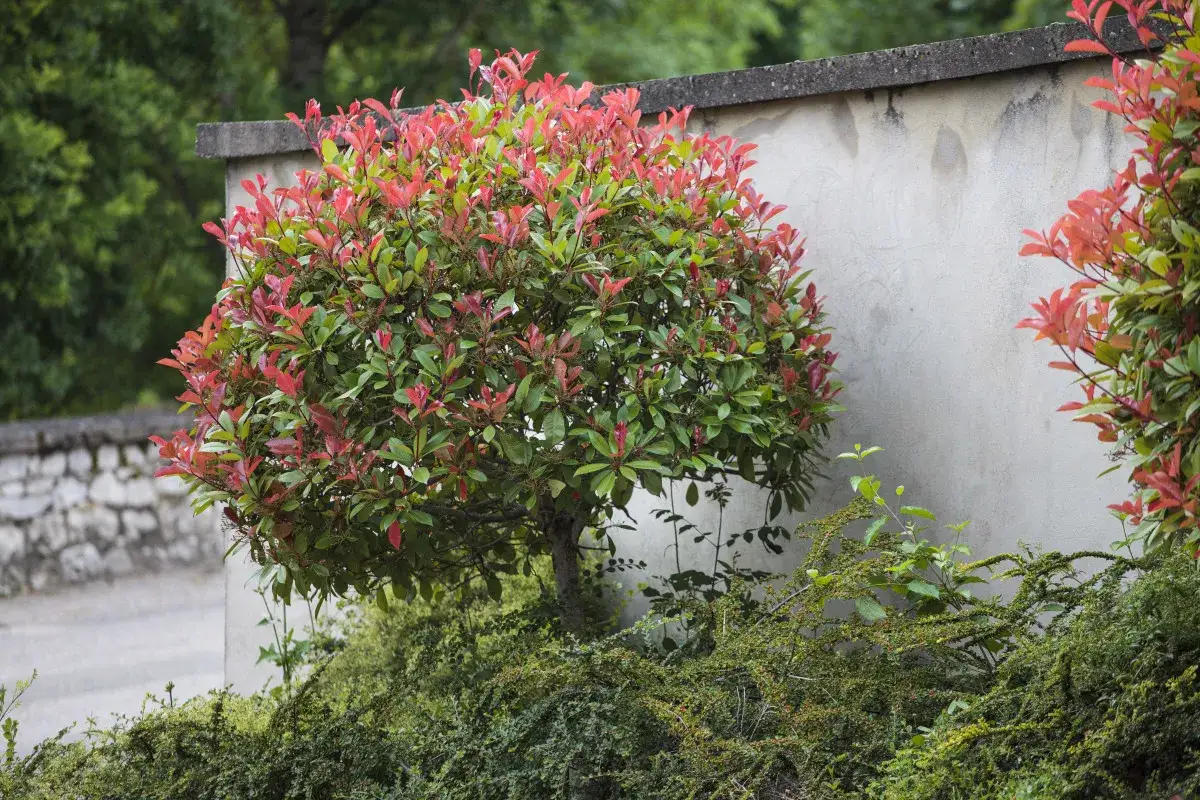 Un arbuste de photinia aux feuilles rouges et vertes, taillé en boule, se dresse devant un mur de béton.
