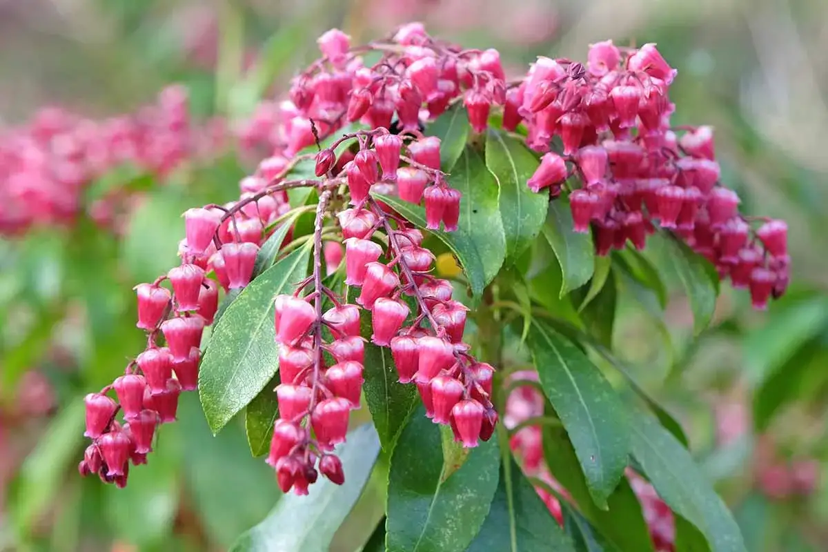 Grappes de clochettes roses vives sur un Pieris japonica, avec des feuilles vertes lustrées en arrière-plan.