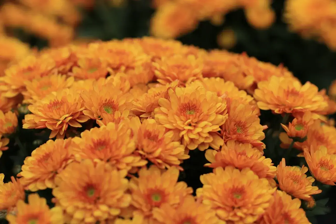 Un bouquet de chrysanthèmes orange vif, symbolisant la joie et la vitalité. Le chrysanthème signification est ici éclatante.
