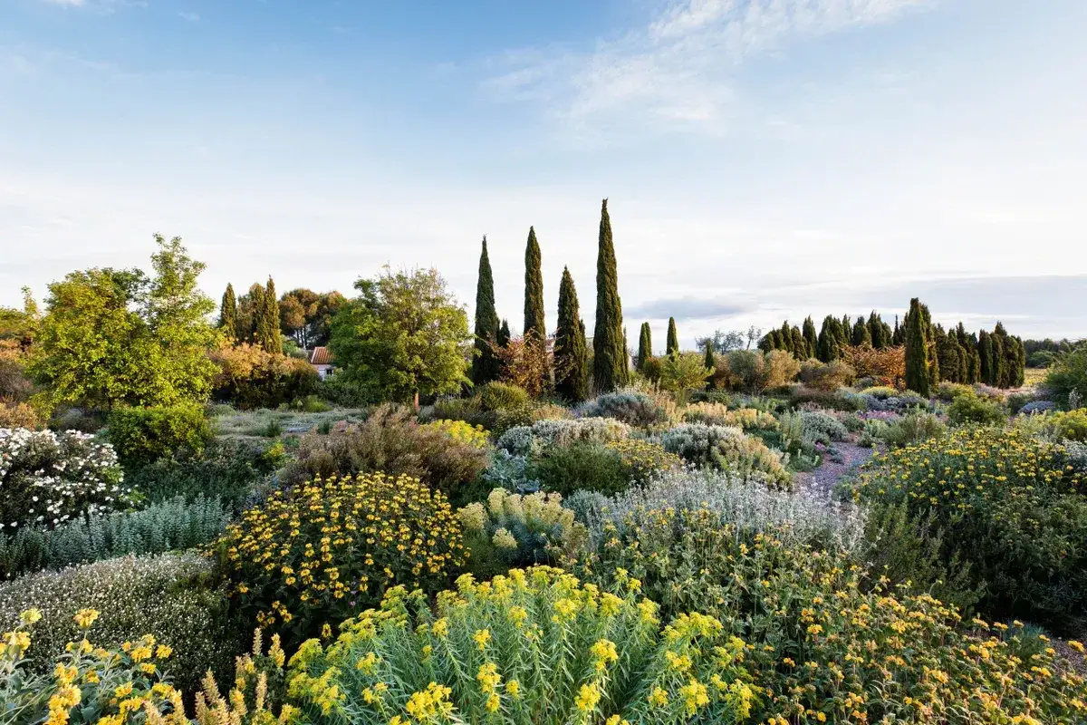 Vaste jardin sec m&eacute;diterran&eacute;en avec cypr&egrave;s &eacute;lanc&eacute;s, arbustes fleuris jaunes et blancs, et plantes grises sous un ciel bleu clair.