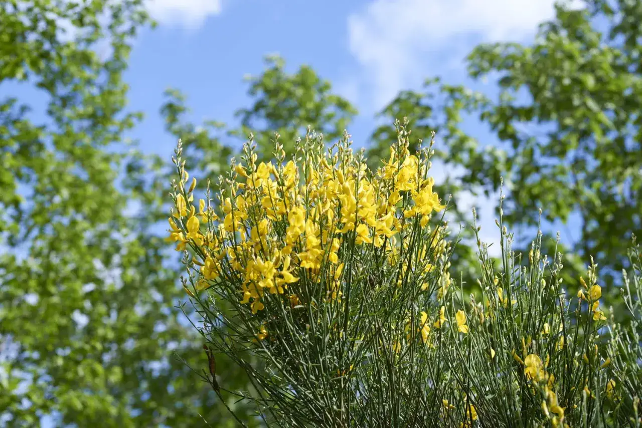 Un buisson de gen&ecirc;ts en fleurs, avec ses petites fleurs jaunes &eacute;clatantes, se dresse fi&egrave;rement sous un ciel bleu.