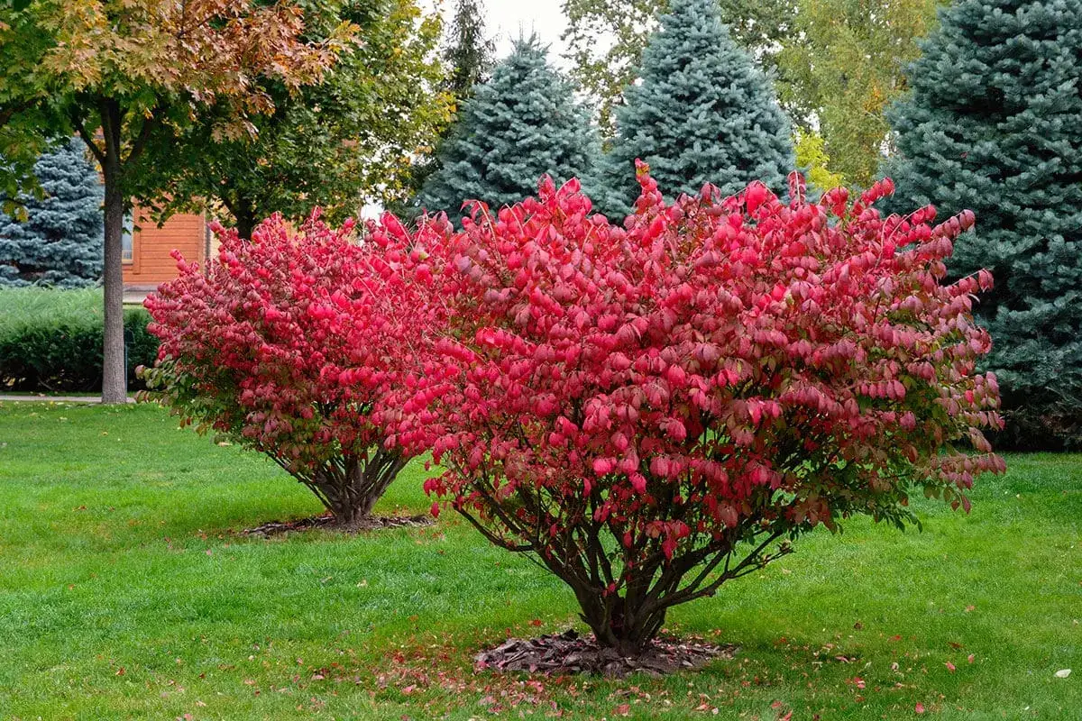 Deux arbustes aux feuilles rouge vif &eacute;clatent sur une pelouse verte, annon&ccedil;ant l'automne.