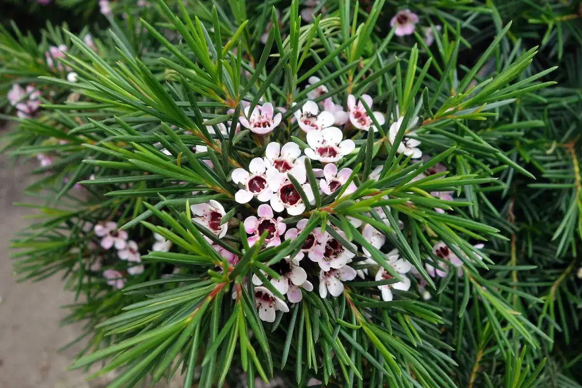 Gros plan sur un arbuste de cire aux fines feuilles vertes et aux petites fleurs blanches et roses.