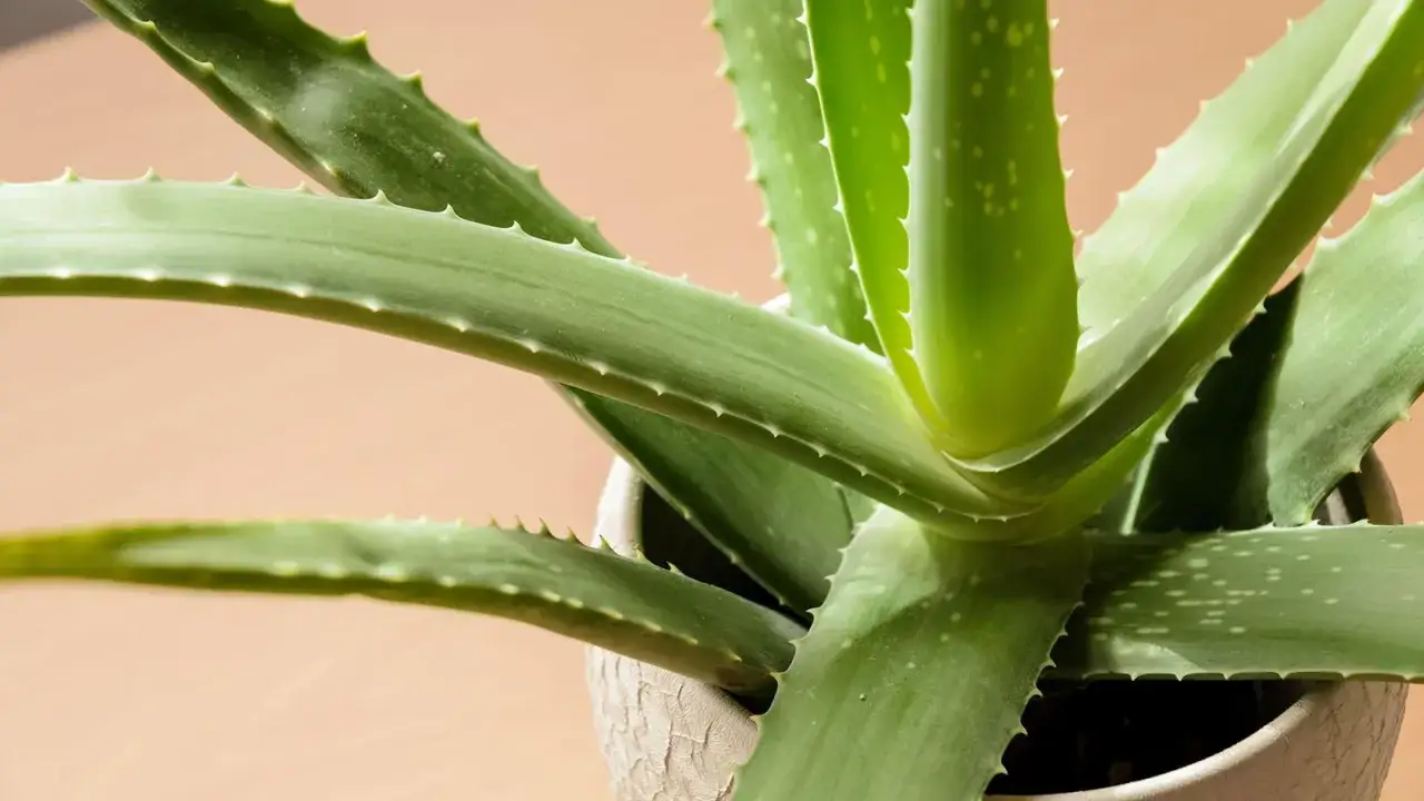 Gros plan sur un aloe vera aux feuilles vertes et charnues, prêt à être rempoté. Ses bords dentelés sont visibles.