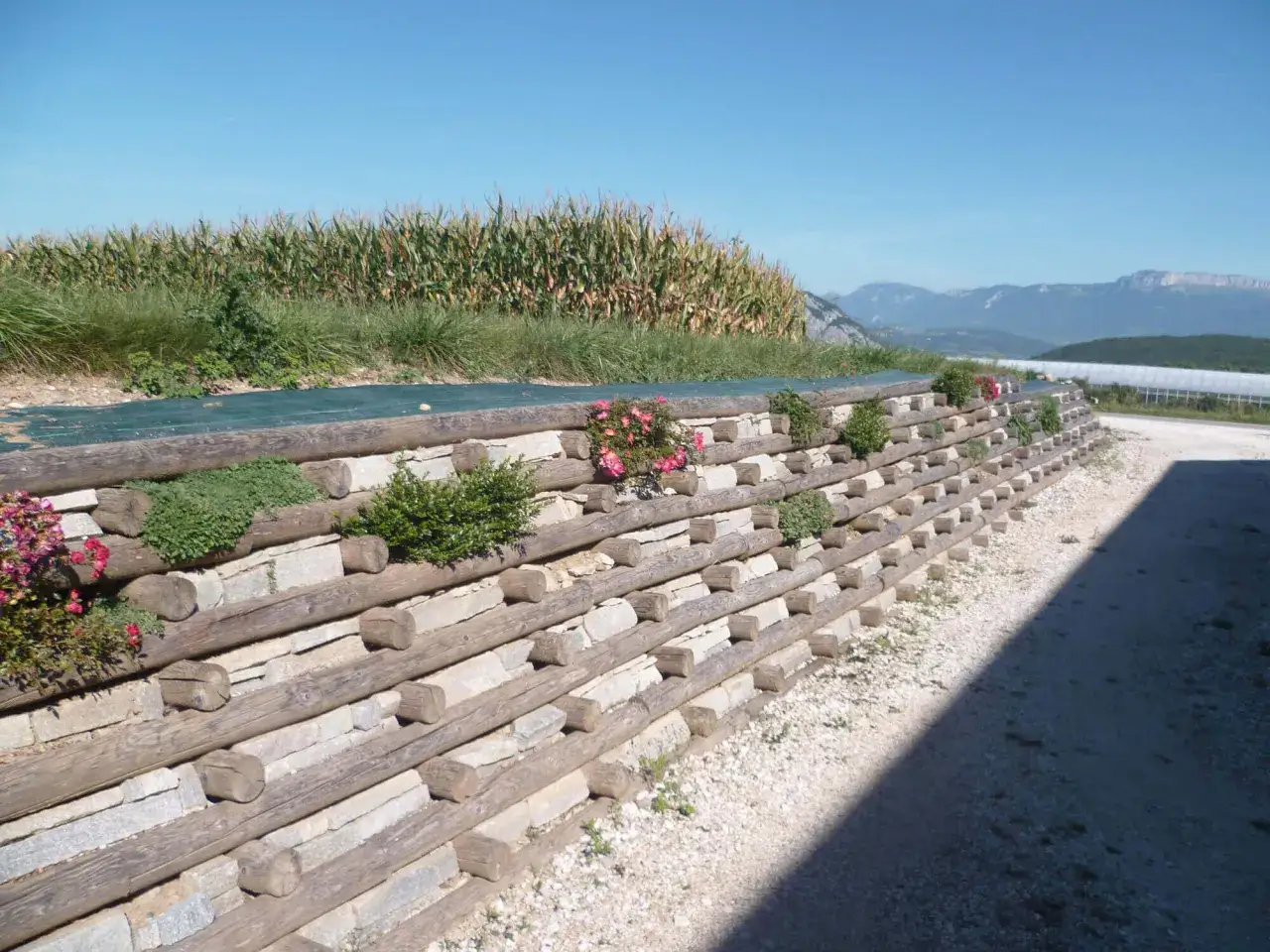 Am&eacute;nagement d'une butte de terre en pente avec des rondins de bois et des pierres, agr&eacute;ment&eacute;e de roses et de verdure.