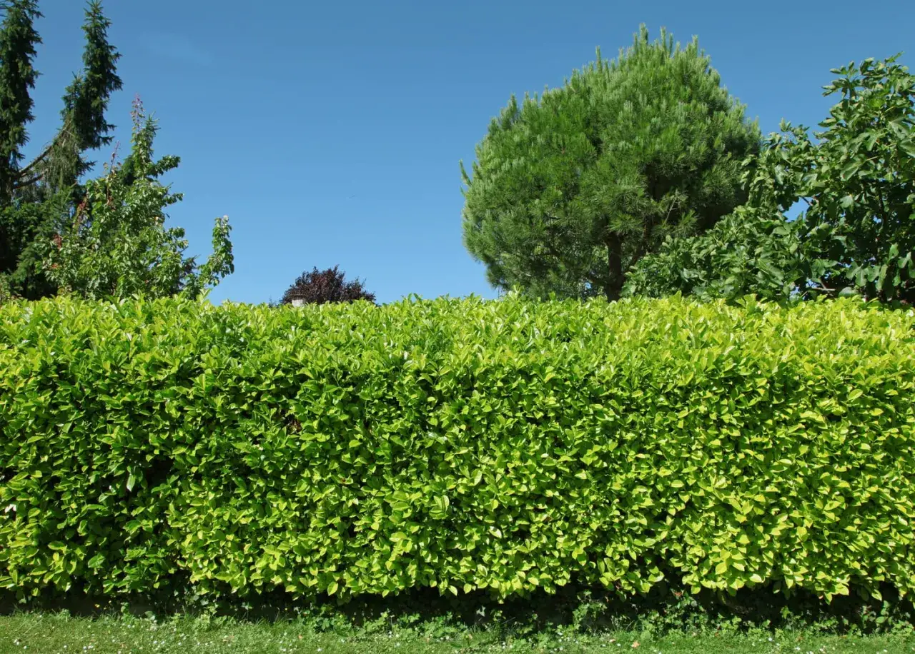 Une haie qui pousse vite sans entretien, d'un vert &eacute;clatant, masque le jardin. Le ciel bleu azur domine.
