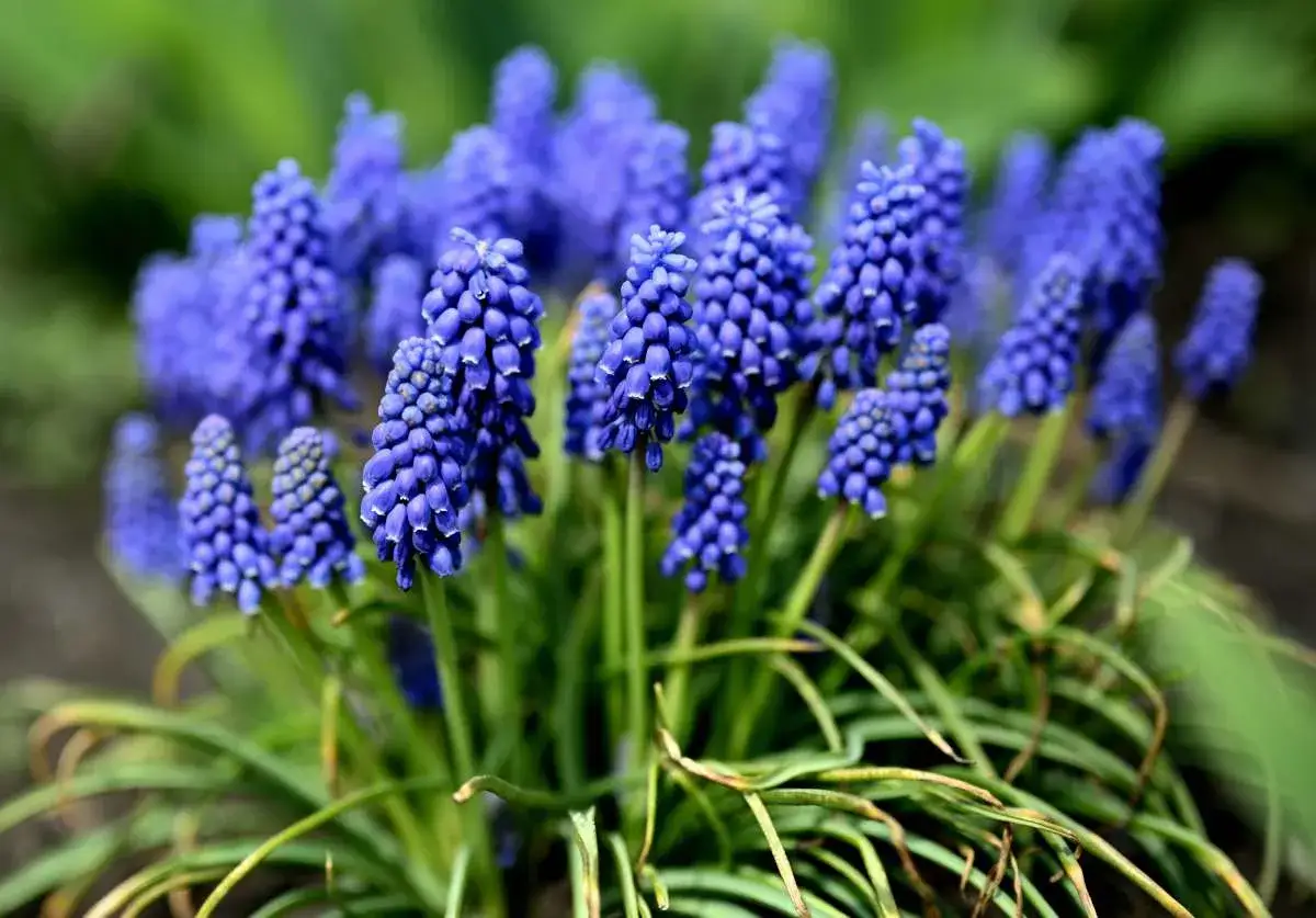 Un bouquet de muscari &agrave; grappe, aux grappes de fleurs bleues intenses, &eacute;merge d'un feuillage vert.