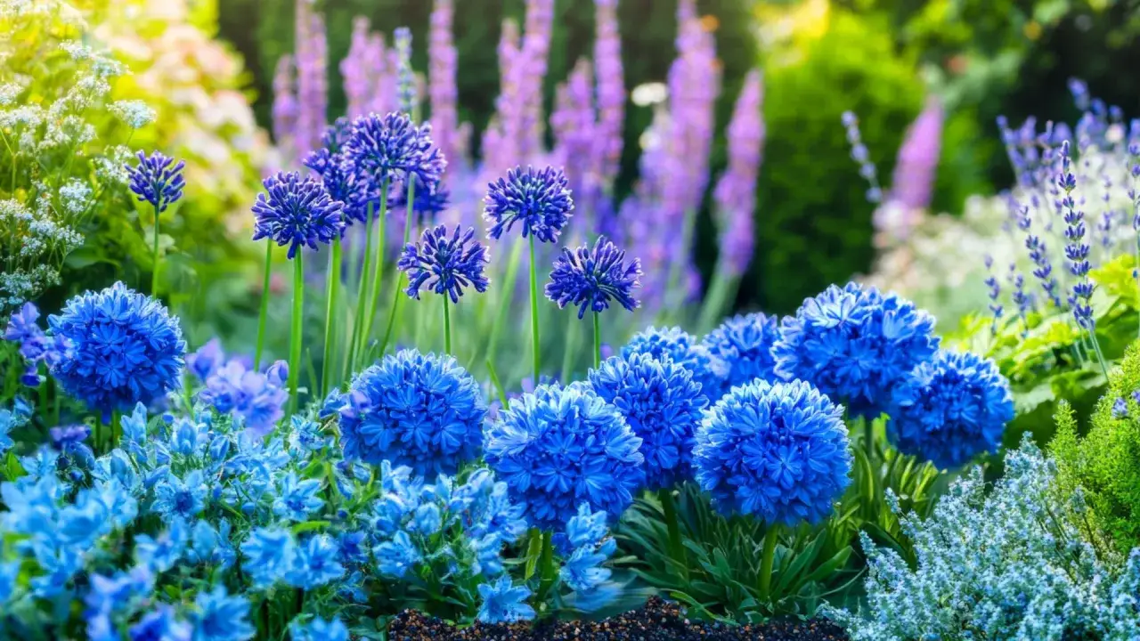Un parterre de fleurs bleues &eacute;clatantes, avec des boules de fleurs bleues intenses au premier plan et des grappes de lavande violette en arri&egrave;re-plan.