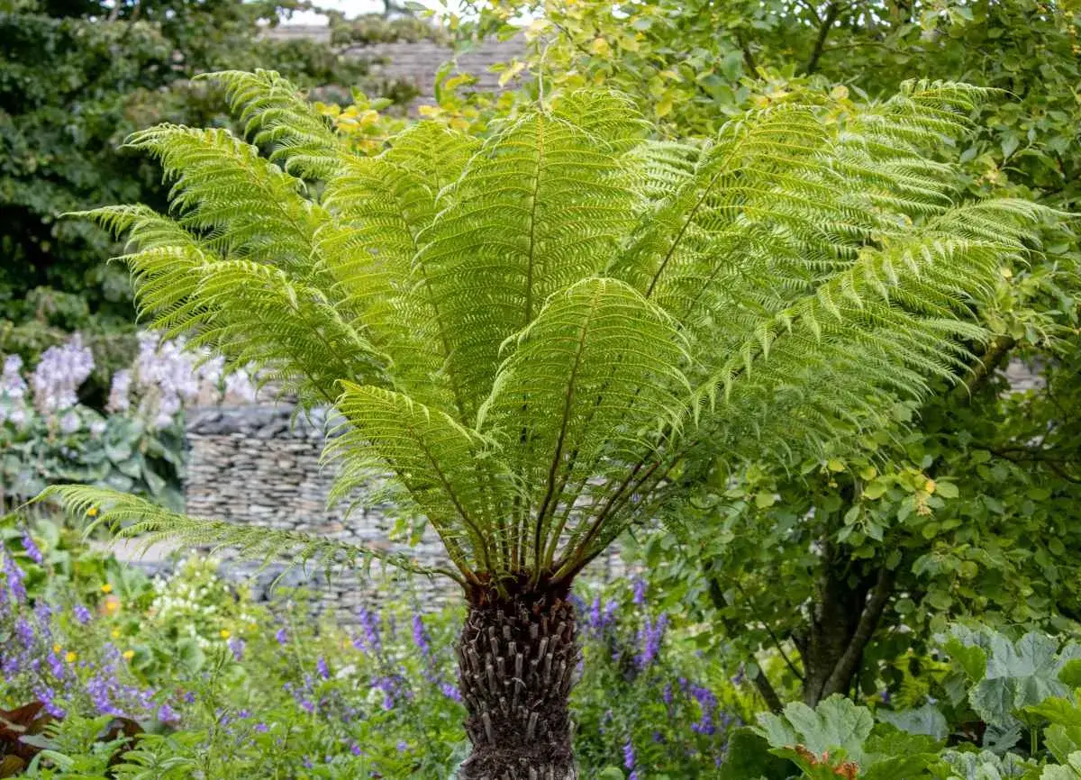 Un majestueux foug&egrave;re arborescente d&eacute;ploie ses frondes vertes dans un jardin luxuriant, entour&eacute; de fleurs sauvages et d'un mur de pierre.