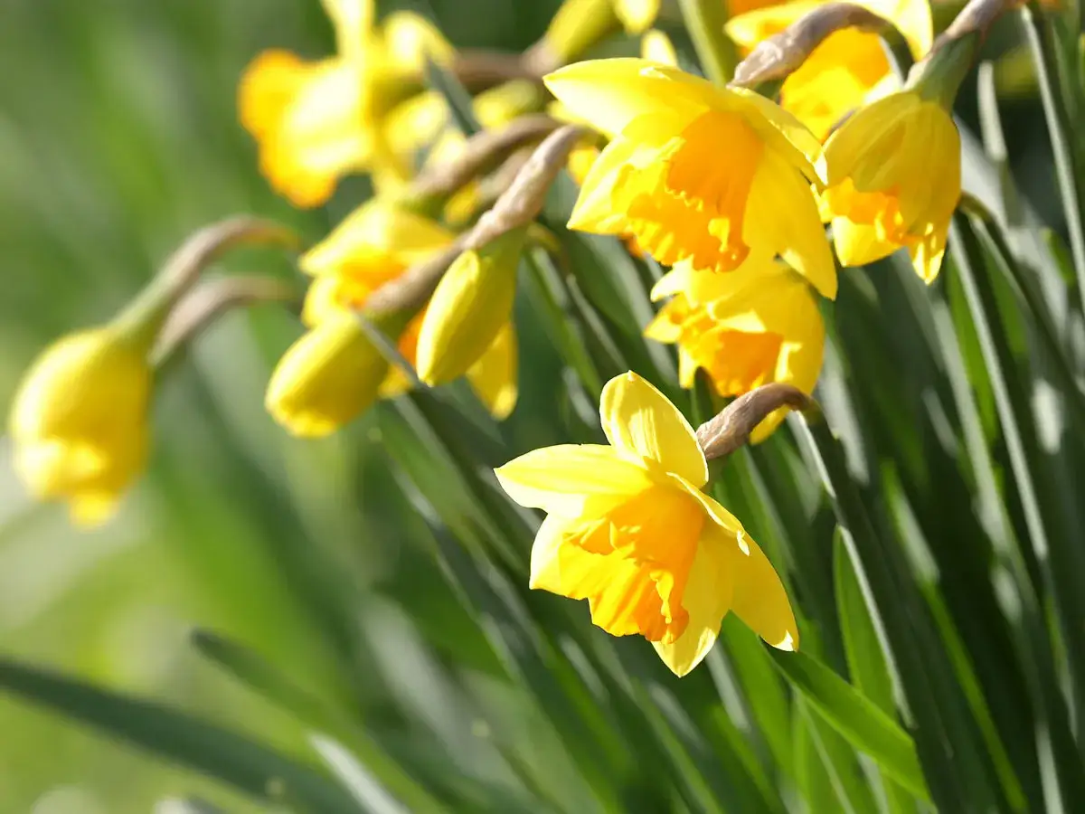 Un bouquet de narcisses des bois aux couleurs vives illumine le paysage printanier.