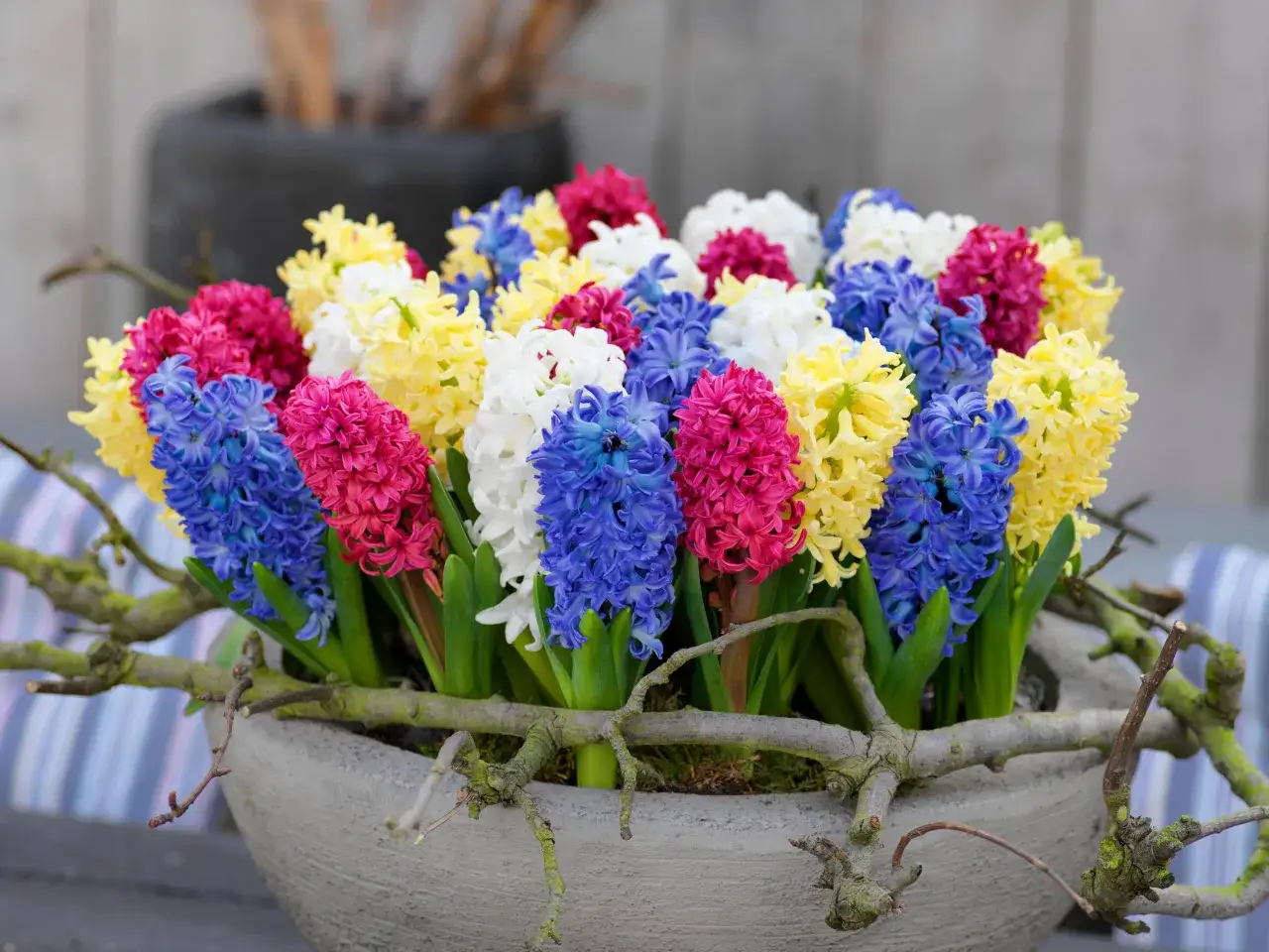 Un bouquet de jacinthes aux couleurs vives : rose, bleu, blanc et jaune, dans un pot en b&eacute;ton orn&eacute; de branches.