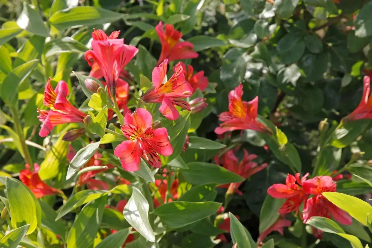 Un bouquet de lys des Andes aux teintes roses et orangées, aux pétales tachetés de noir, se dresse fièrement parmi un feuillage vert luxuriant.