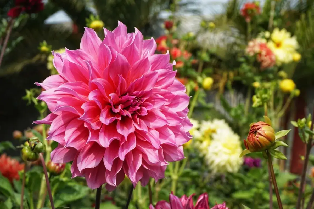 Magnifique fleur dahlia rose vif, ses p&eacute;tales d&eacute;licats s'ouvrent sur un jardin fleuri.