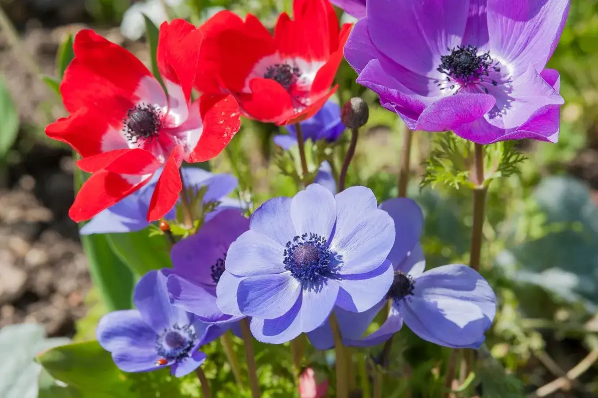 Un bouquet de fleurs anemone rouges, bleues et violettes s'&eacute;panouit sous le soleil.