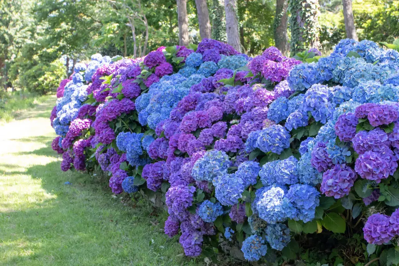 Un mur d'hortensias bleus et violets luxuriants borde un chemin de jardin. Une belle id&eacute;e de ce que mettre au pied des hortensias pour un effet spectaculaire.