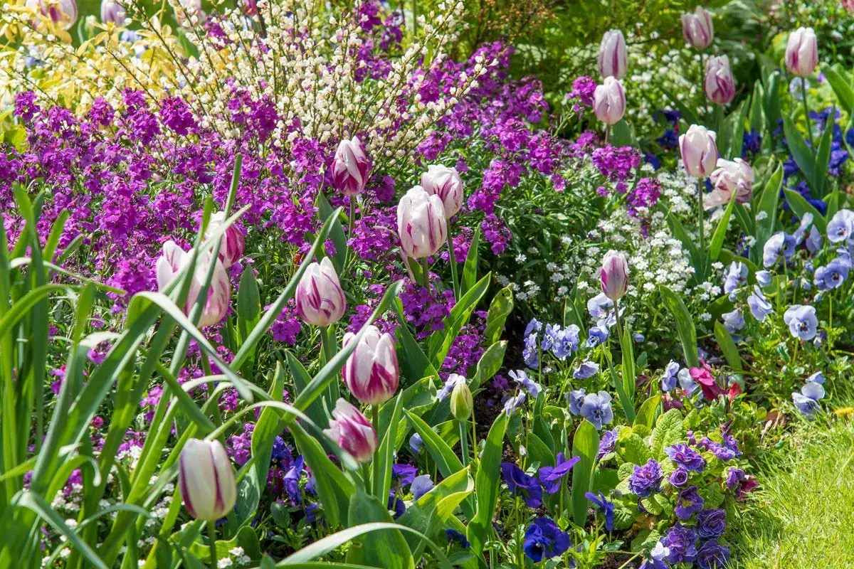 Un parterre printanier &eacute;clatant avec des tulipes roses et blanches, des myosotis bleus et une profusion de petite fleur violette.