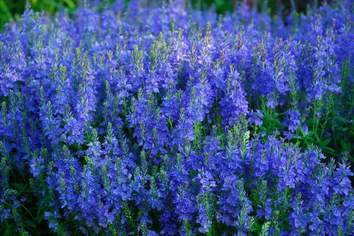 Champ de v&eacute;roniques bleues &eacute;clatantes, leurs grappes florales formant un tapis vibrant sous le soleil.