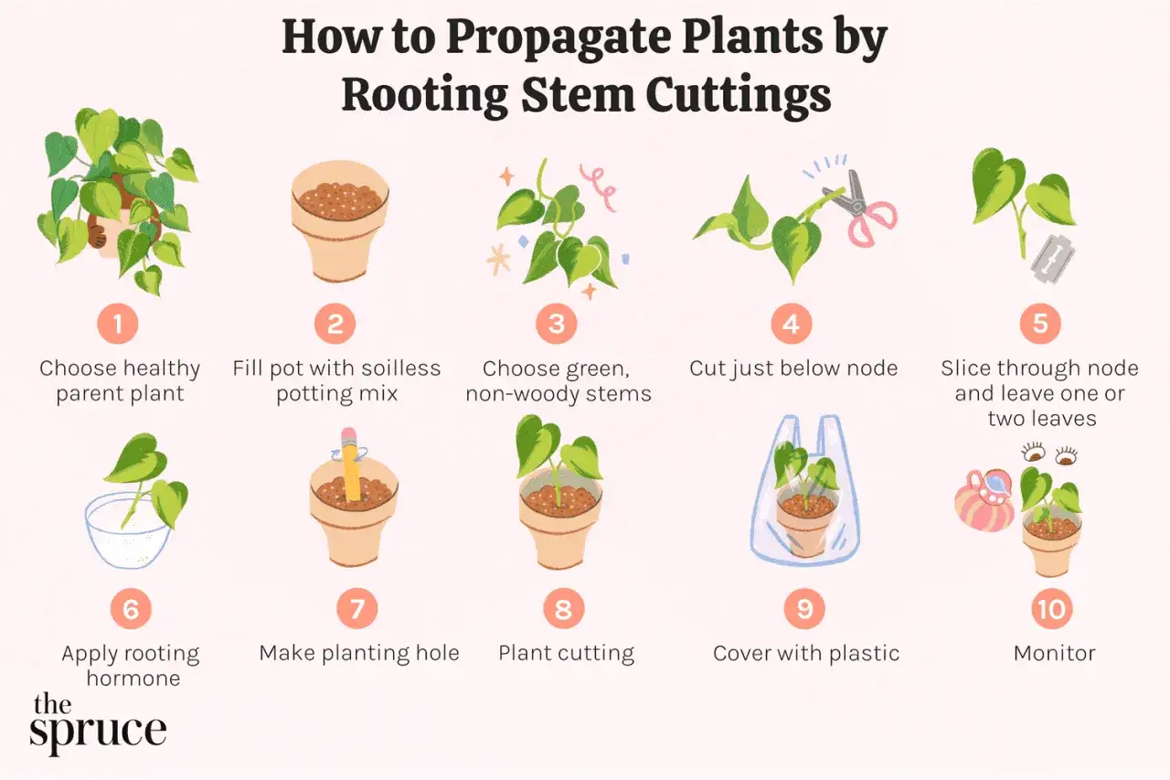 Guide pour savoir comment faire une bouture : choisir une plante mère, préparer un pot, couper une tige, et la planter pour la faire raciner.