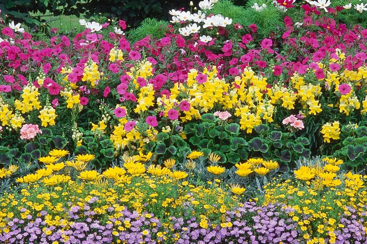 Un magnifique parterre de fleur jardin d&eacute;bordant de couleurs vives : roses, jaunes, blancs et violets.
