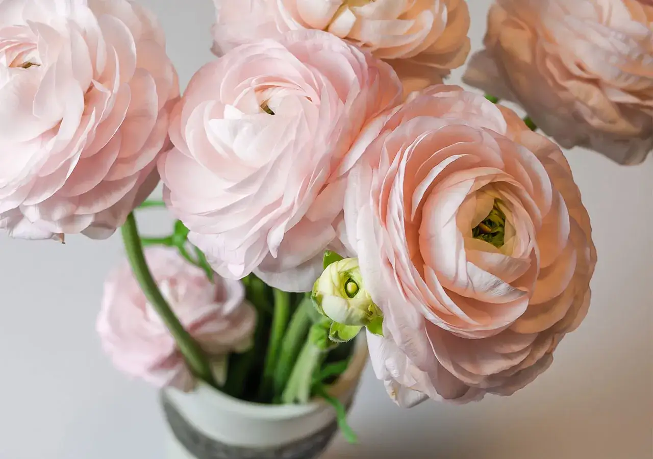 Un bouquet de renoncules roses pâles, symbolisant la beauté et le charme. Leurs pétales délicats évoquent la douceur et la féminité.