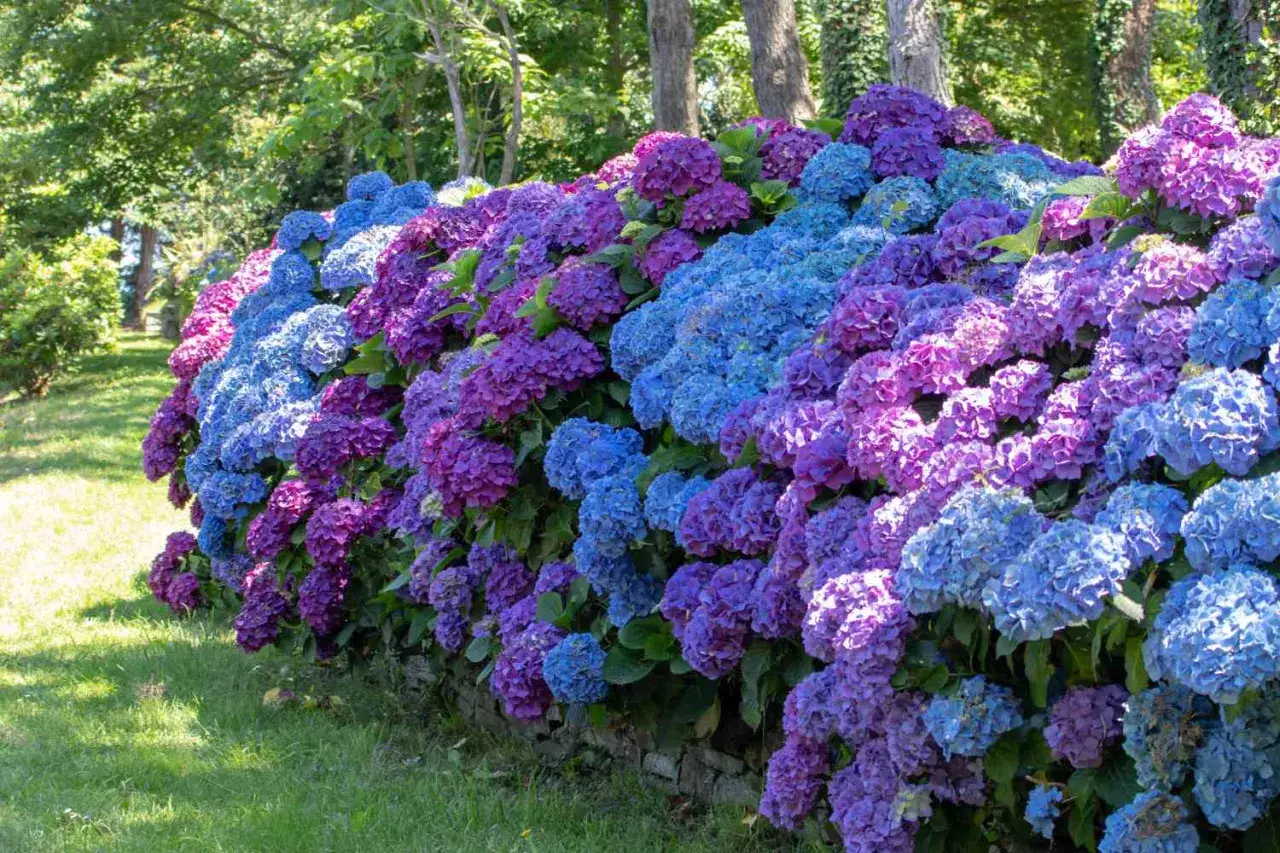 Un mur de pierre d&eacute;borde d'hortensias bleus et violets luxuriants, cr&eacute;ant une sc&egrave;ne vibrante. La terre pour hortensia a permis cette floraison spectaculaire.