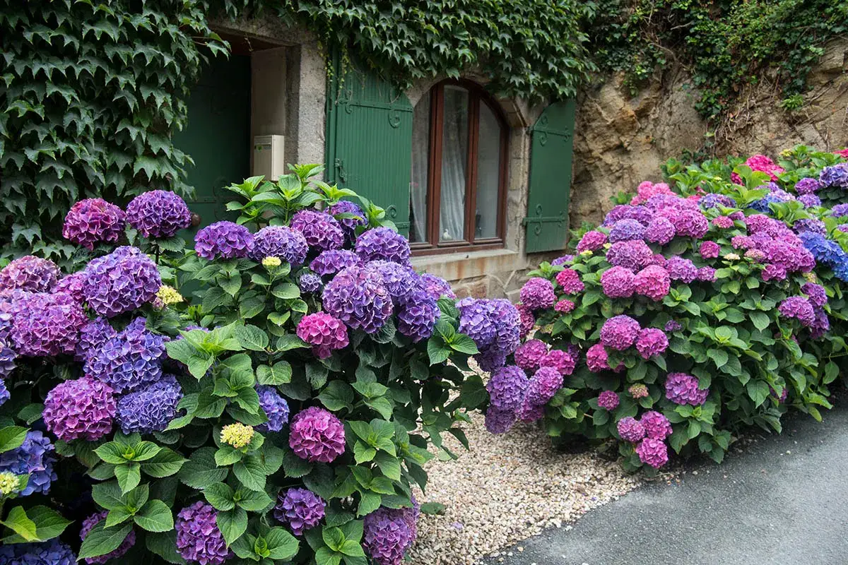 Magnifiques hortensias bleus et violets, un arbuste persistant exposition nord, fleurissant devant une maison en pierre couverte de lierre.