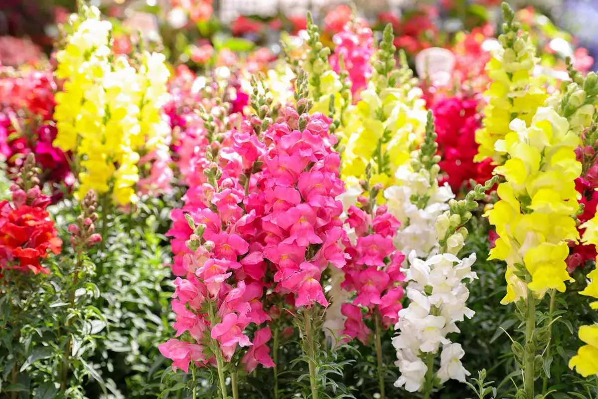 Un champ de fleurs gueule de loup aux couleurs vives : rose, jaune, blanc et rouge.