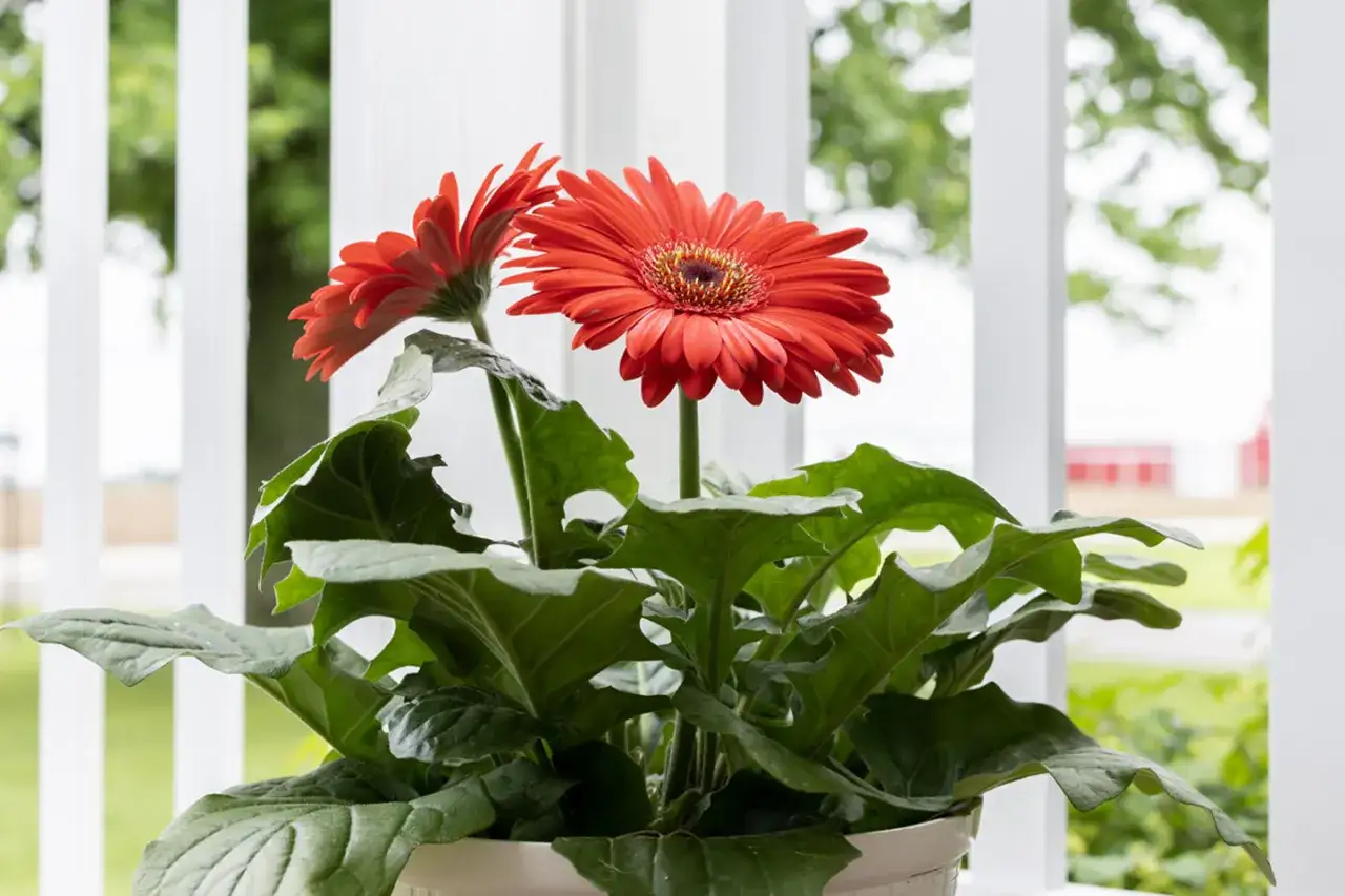 Deux gerberas rouges &eacute;clatantes s'&eacute;panouissent sur un fond flou de verdure et de cl&ocirc;tures blanches.