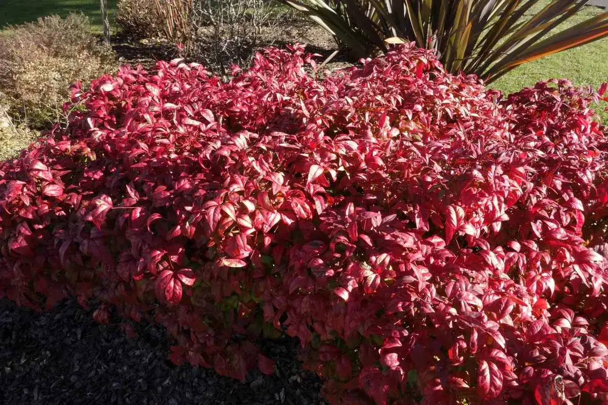 Un arbuste de bambou sacré aux feuilles rouge vif, contrastant avec le feuillage plus sombre d'une plante derrière lui.