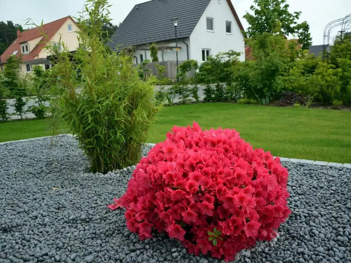 Un arbuste persistant rouge vif d&eacute;borde de fleurs, &agrave; c&ocirc;t&eacute; d'un bambou vert dans un jardin moderne.