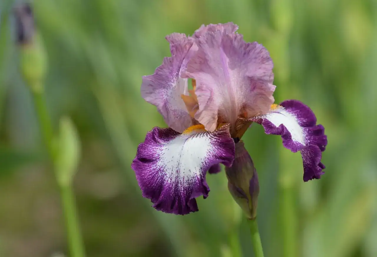 Une magnifique iris fleur couleur, aux pétales mauves et blancs mouchetés de pourpre, se dresse sur un fond vert flou.