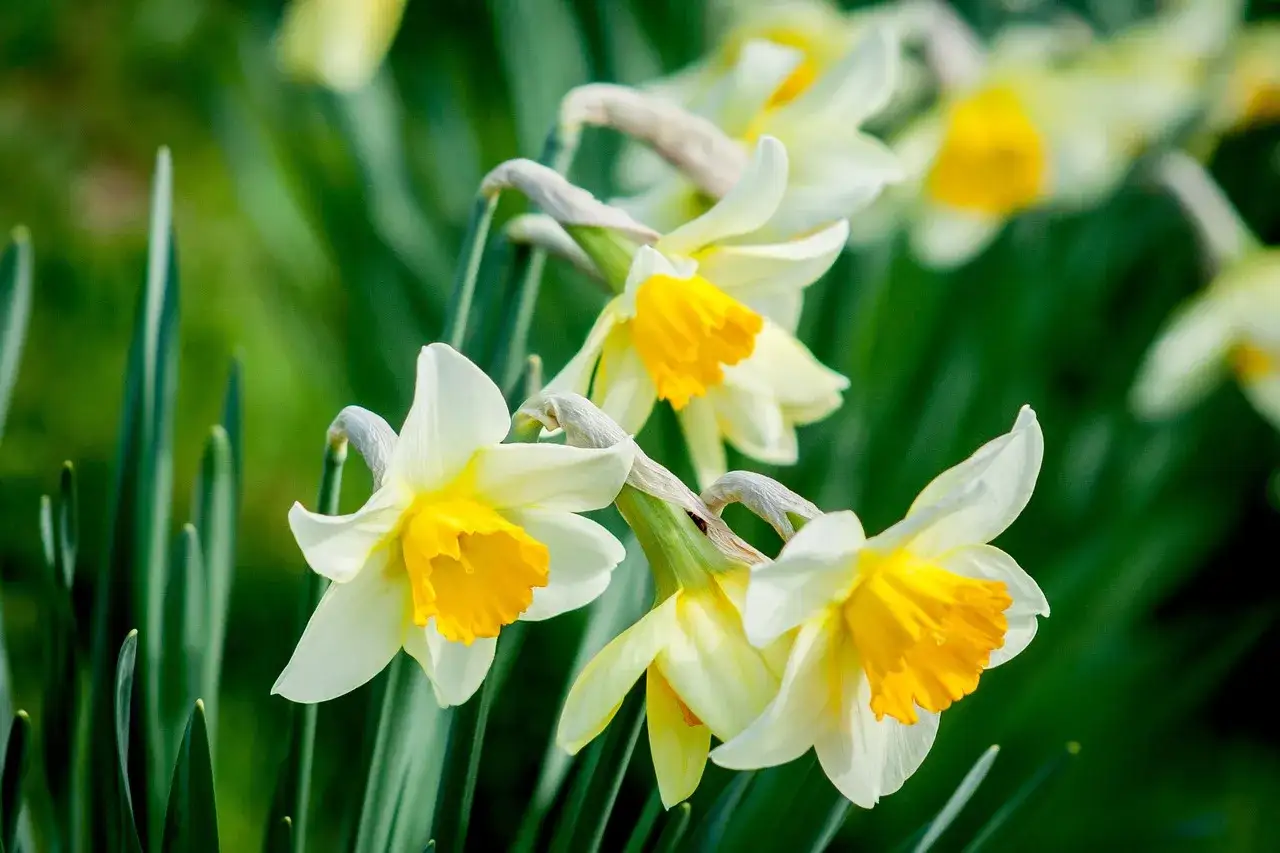 Jonquilles jaunes, symbole du printemps, s'épanouissent dans un champ verdoyant. Leurs pétales blancs et leur cœur d'or illuminent la scène.