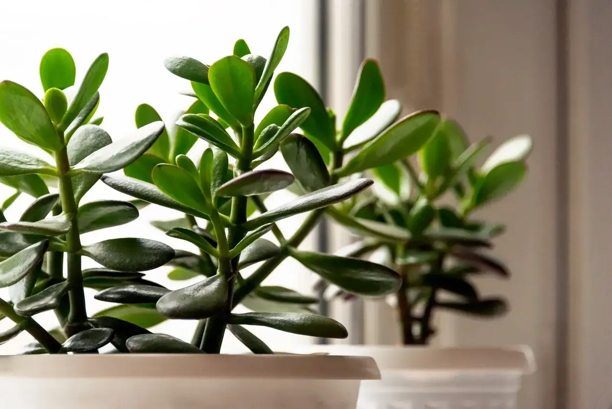 Plusieurs jeunes plants d'arbre de jade aux feuilles charnues et vertes poussent dans des pots blancs près d'une fenêtre.