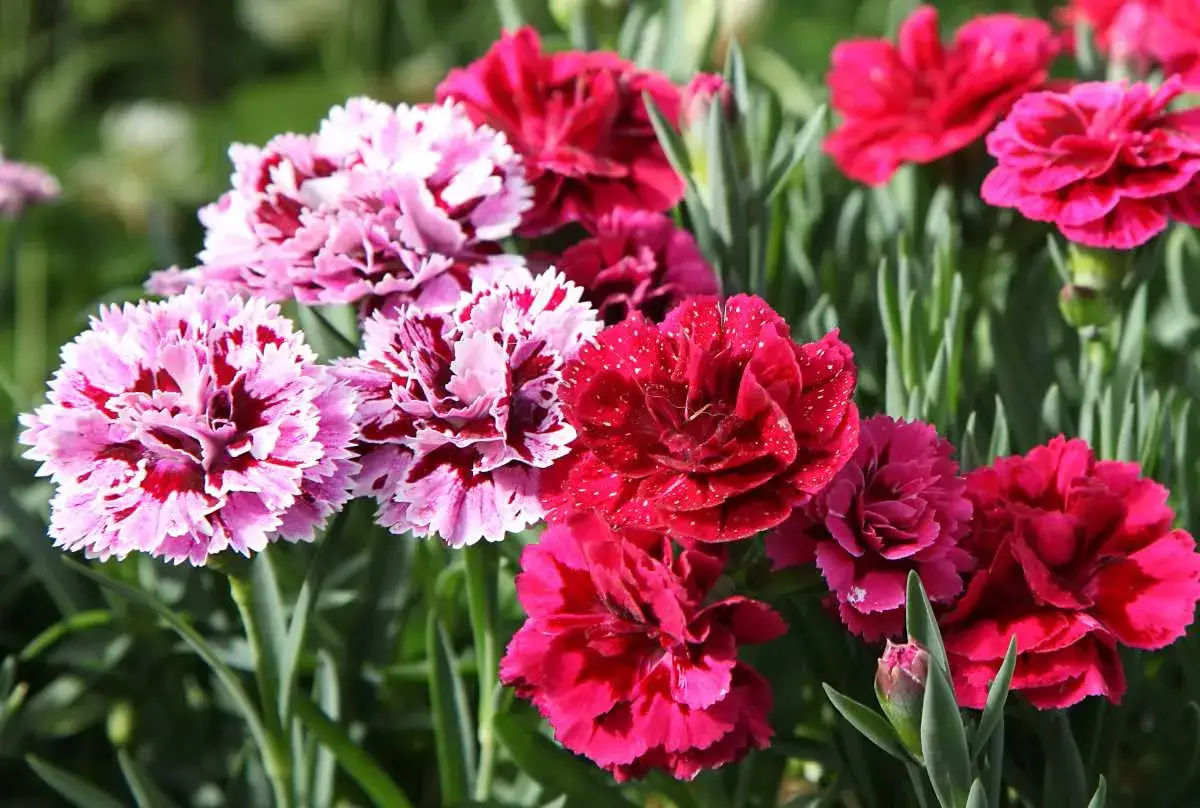 Un bouquet d'œillets communs aux teintes roses et rouges, certains mouchetés, d'autres d'un rouge profond parsemé de gouttelettes.