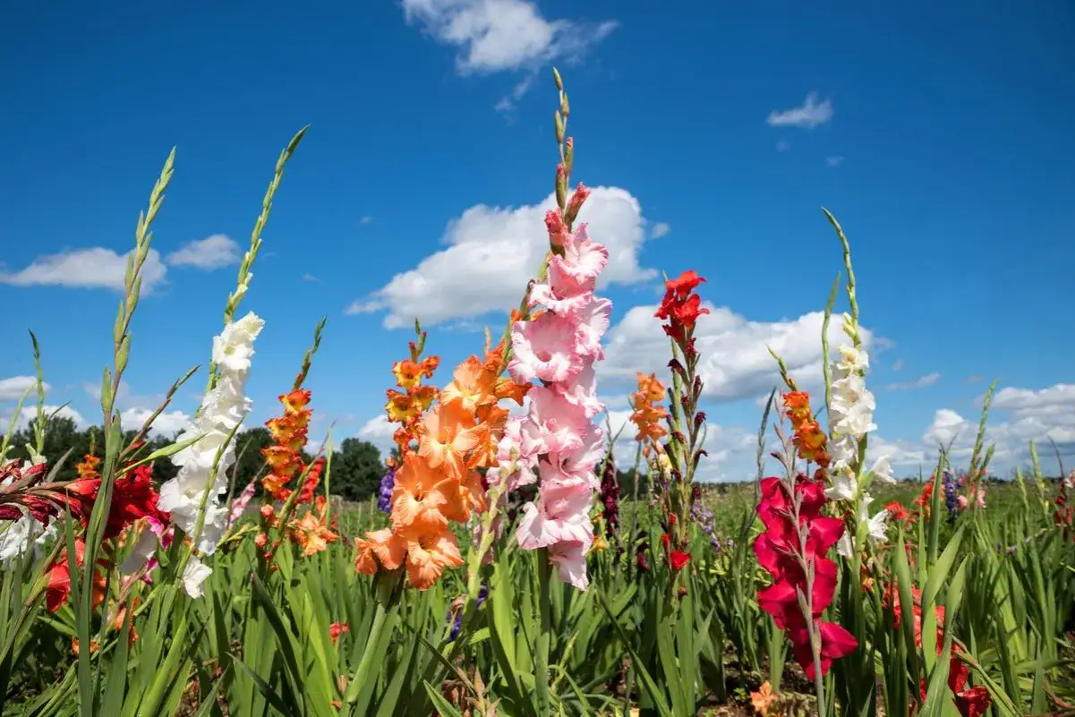 Champ de fleurs gla&iuml;euls multicolores sous un ciel bleu &eacute;clatant avec des nuages blancs.