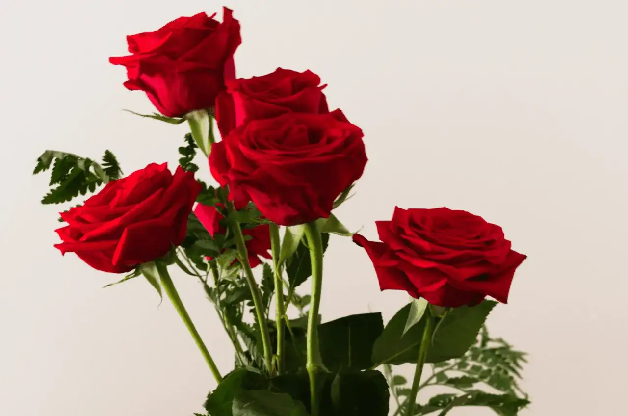 Cinq roses rouges, symbole d'amour passionné. Un bouquet pour exprimer des sentiments profonds.