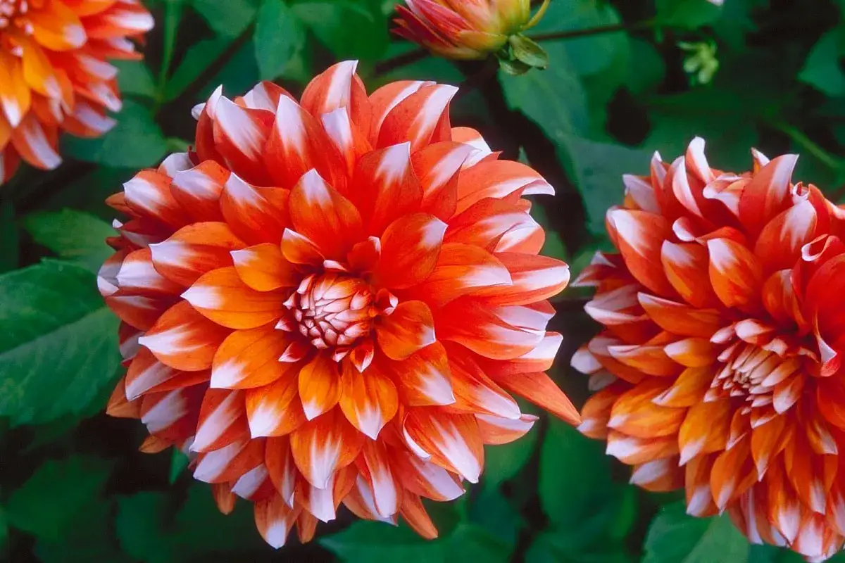 Deux magnifiques fleurs dahlia aux p&eacute;tales orange et blancs &eacute;clatants, se d&eacute;tachant sur un fond de feuilles vertes.