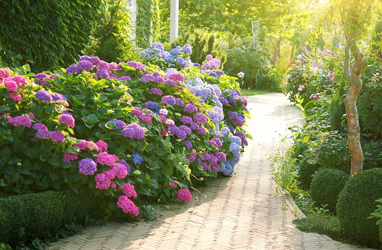 Un chemin de jardin bordé d'hortensias roses et bleus, une belle idée parterre de fleurs vivaces pour un été coloré.