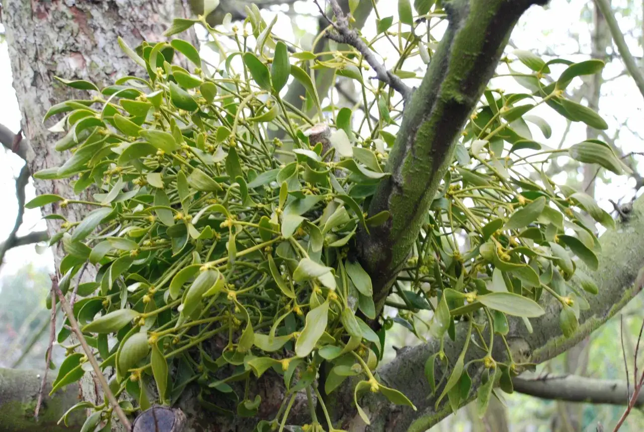 Gros plan sur du gui, une plante parasite aux feuilles vertes et aux petites fleurs jaunes, accrochée à une branche d'arbre. Une différence notable avec le houx.