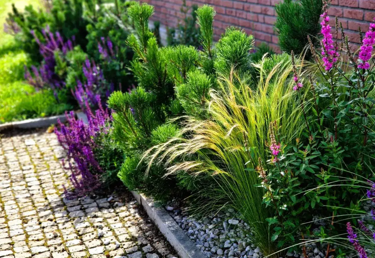 Un massif sans entretien : graminées dorées, pins nains et sauges violettes bordent un chemin pavé.