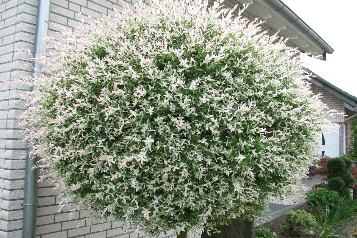 Un magnifique saule crevette sur tige, aux feuilles panach&eacute;es de blanc et de rose, forme une boule parfaite pr&egrave;s d'une maison.