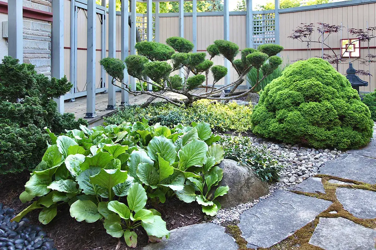 Un jardin zen avec un bonsa&iuml; d'euonymus japonicus sculpt&eacute;, des foug&egrave;res luxuriantes et un chemin de pierres moussues.