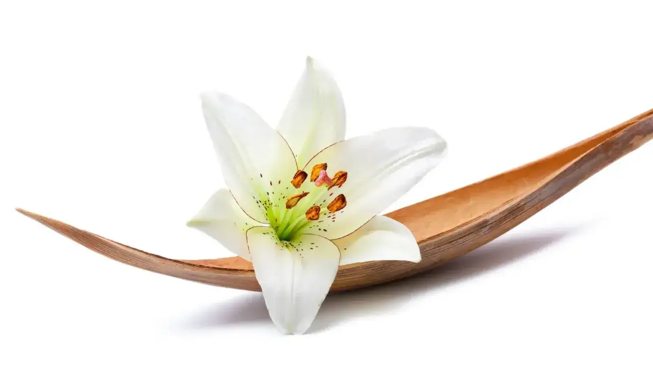 Fleur de lys blanche sur une feuille de palmier s&eacute;ch&eacute;e. La lily fleur signification est puret&eacute; et renouveau.