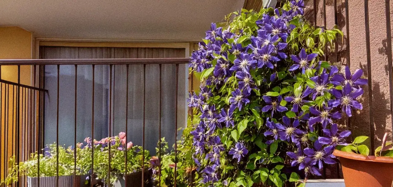 Magnifique plante grimpante aux fleurs violettes éclatantes, ornant un balcon ensoleillé.