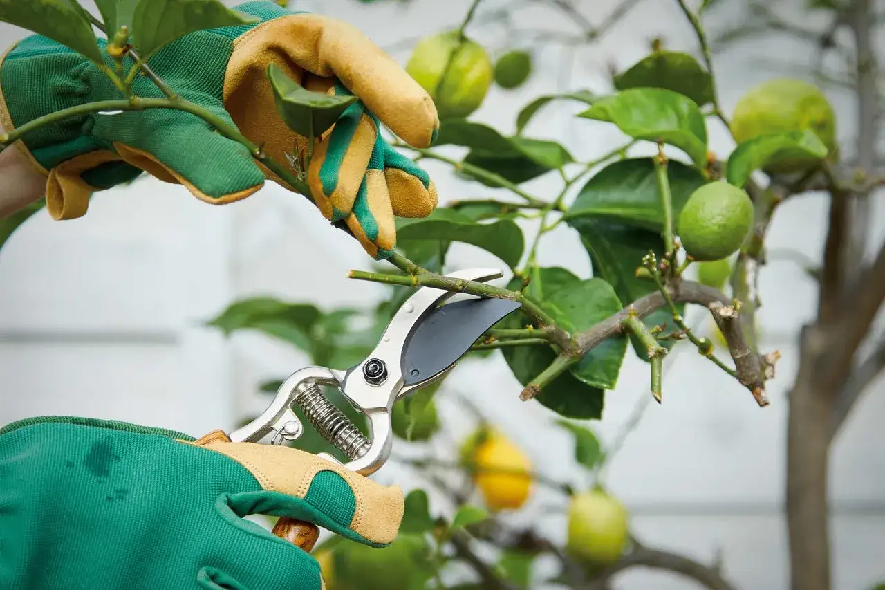 Gants verts et jaunes pour la taille d'un citronnier. Des citrons verts et jaunes sont visibles sur l'arbre.