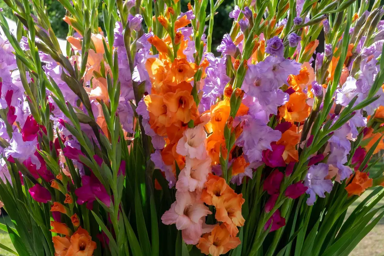Un bouquet &eacute;clatant de fleurs gla&iuml;eul aux couleurs vives : orange, rose, violet et fuchsia.