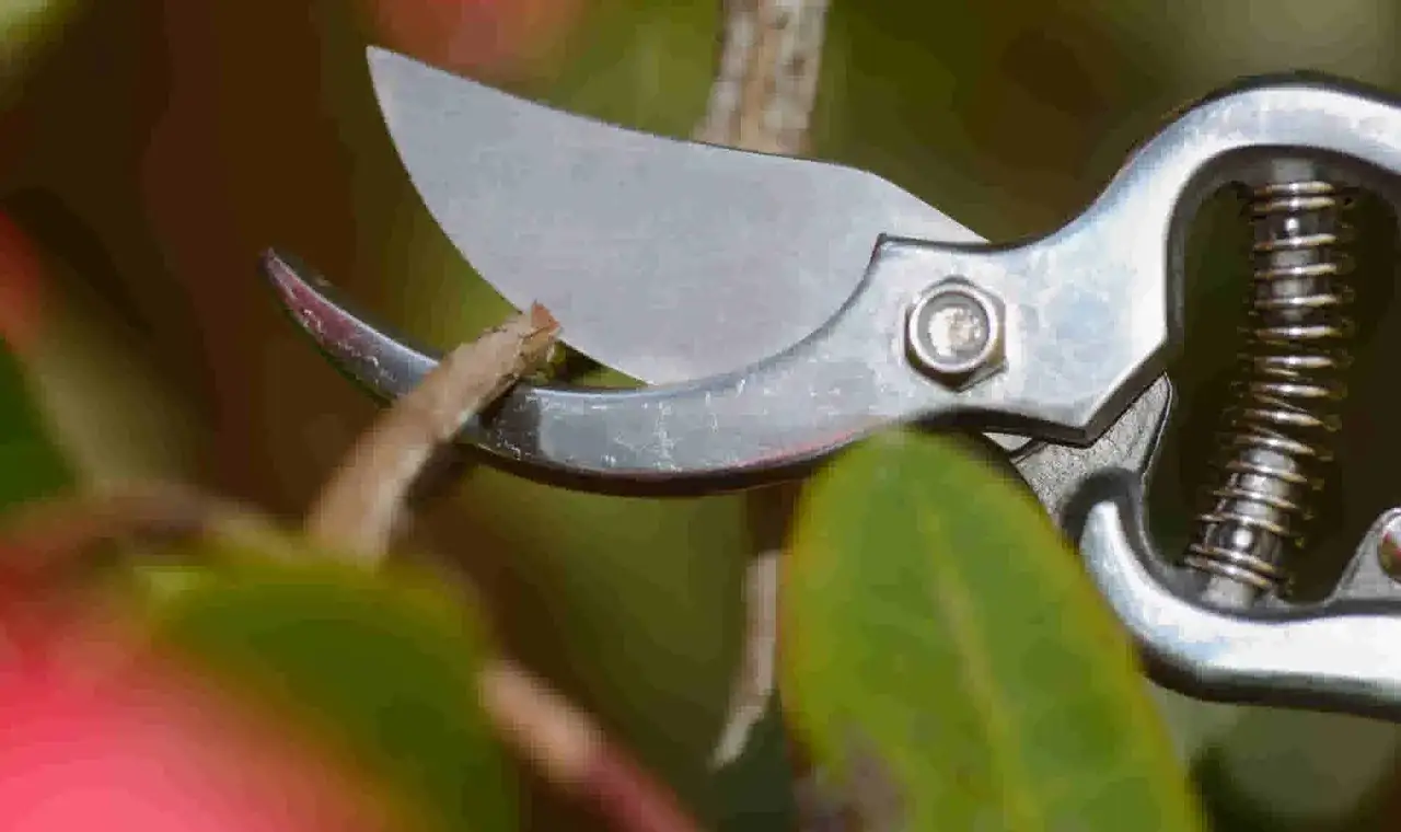 S&eacute;cateur pr&ecirc;t &agrave; effectuer la taille d'un rhododendron, entre feuilles vertes et bourgeons roses.