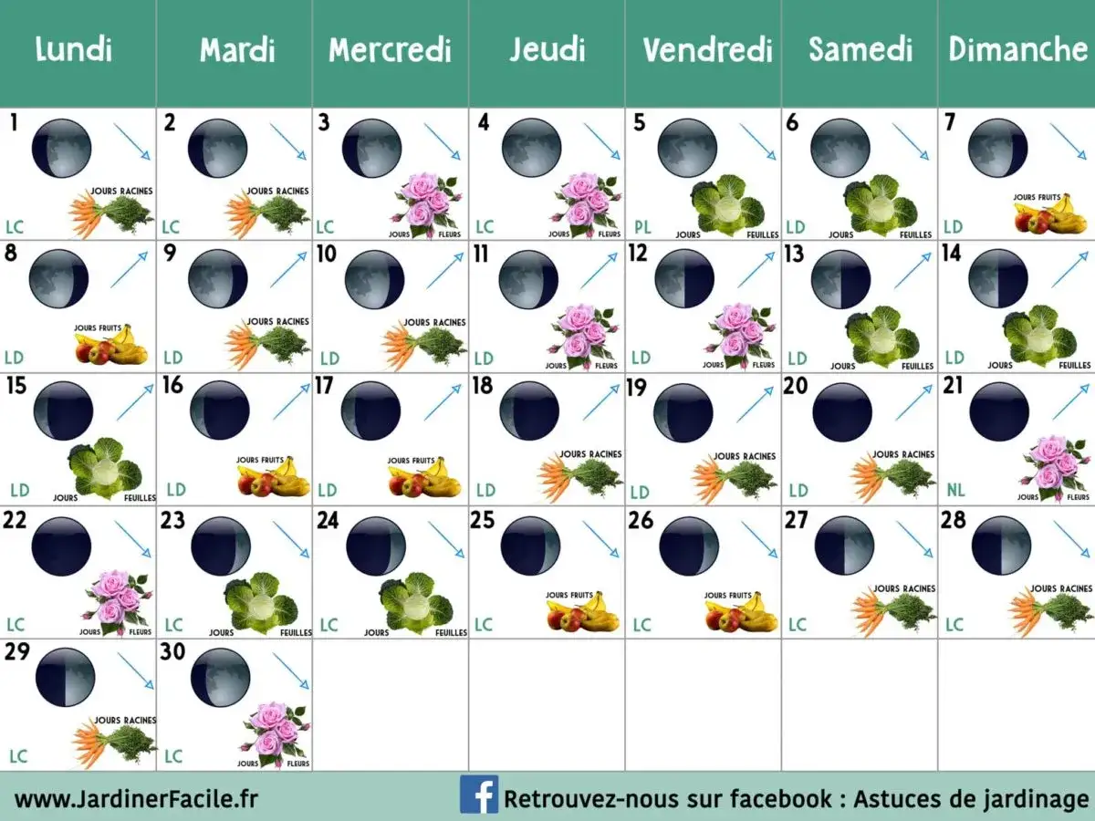 Calendrier lunaire pour jardiner : indiquez les jours pour planter racines, feuilles, fleurs et fruits.