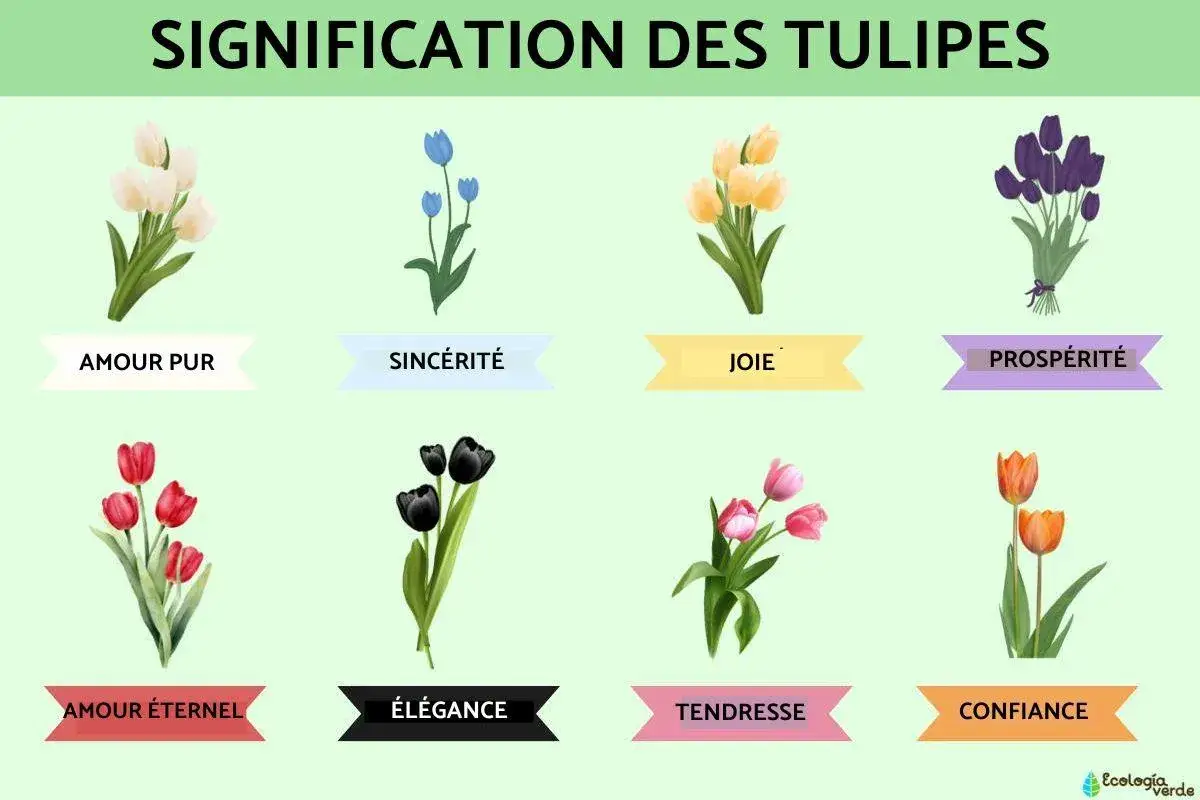 Illustration de tulipes de diff&eacute;rentes couleurs, chacune symbolisant une signification spirituelle : amour pur, sinc&eacute;rit&eacute;, joie, prosp&eacute;rit&eacute;, amour &eacute;ternel, &eacute;l&eacute;gance, tendresse et confiance.